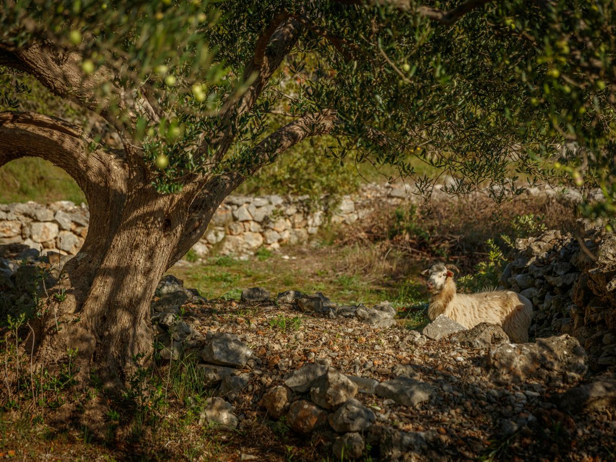 Diferencias entre olivo y acebuche