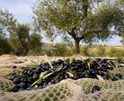 aceite de oliva en garrafa