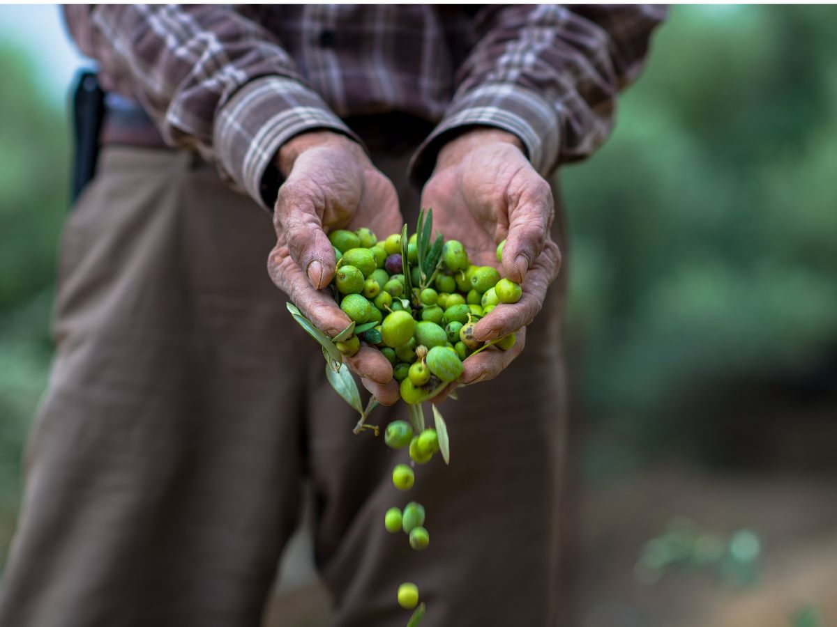 ¿Qué es el aceite de oliva de primera prensada?