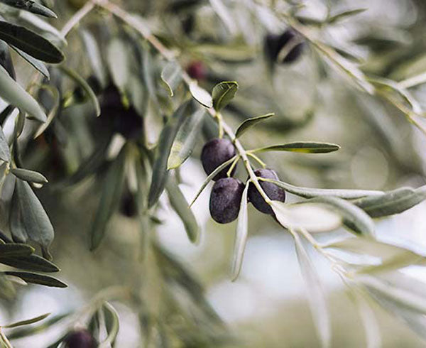 Merkmale der Hojiblanca-Olive, die sie unterscheiden | Olivarte