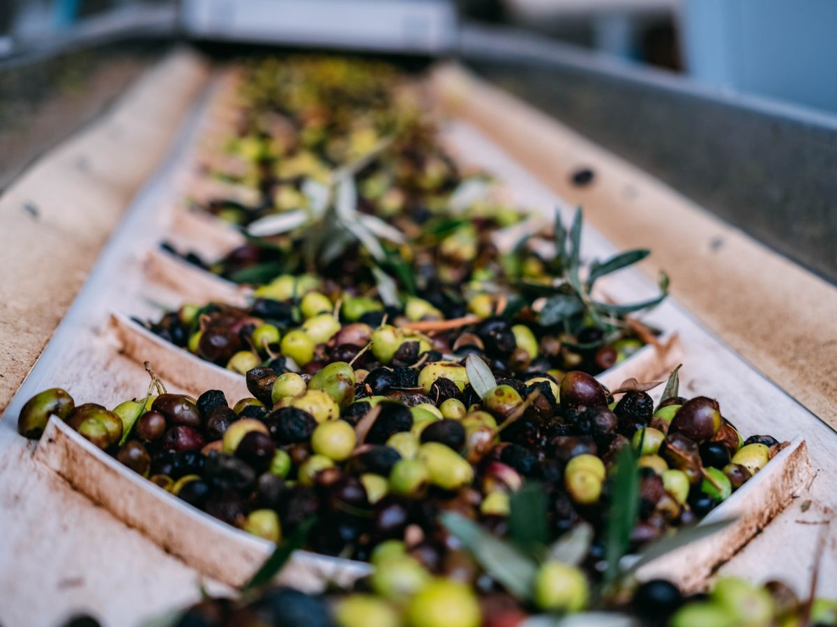 ¿Cómo se hace el aceite de oliva?