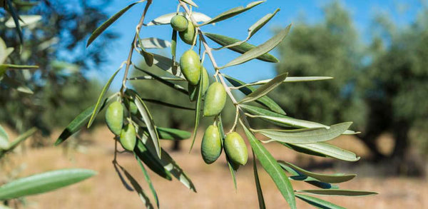 aceite de oliva virgen extra hojiblanca