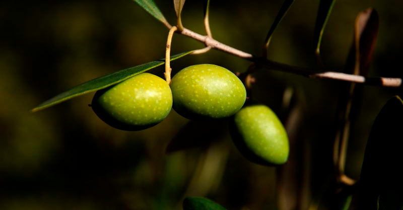 aceite de oliva virgen extra picual