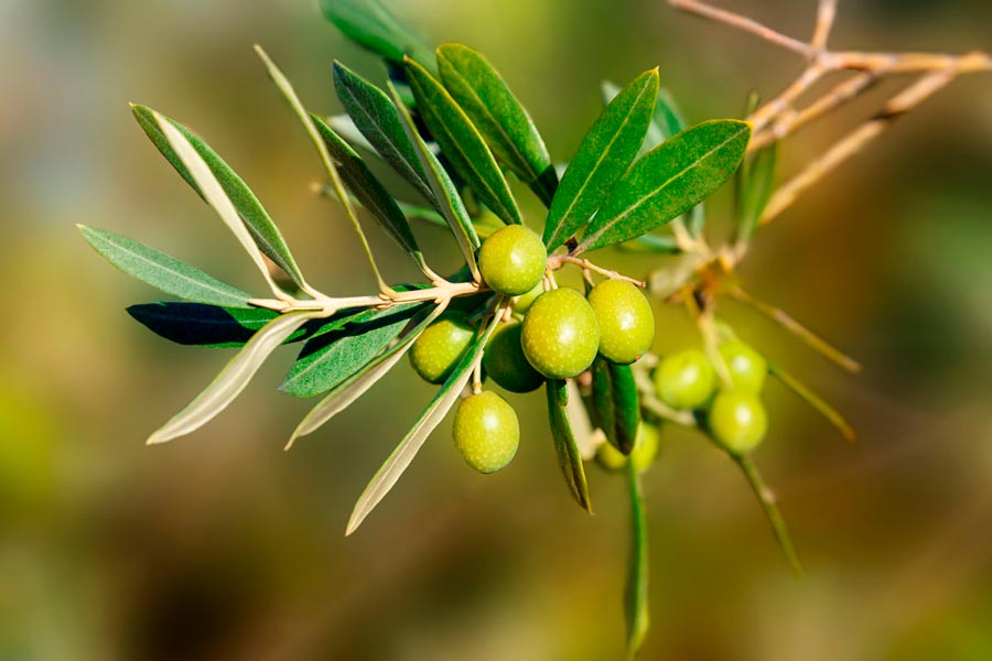 aceite de oliva virgen extra ecológico