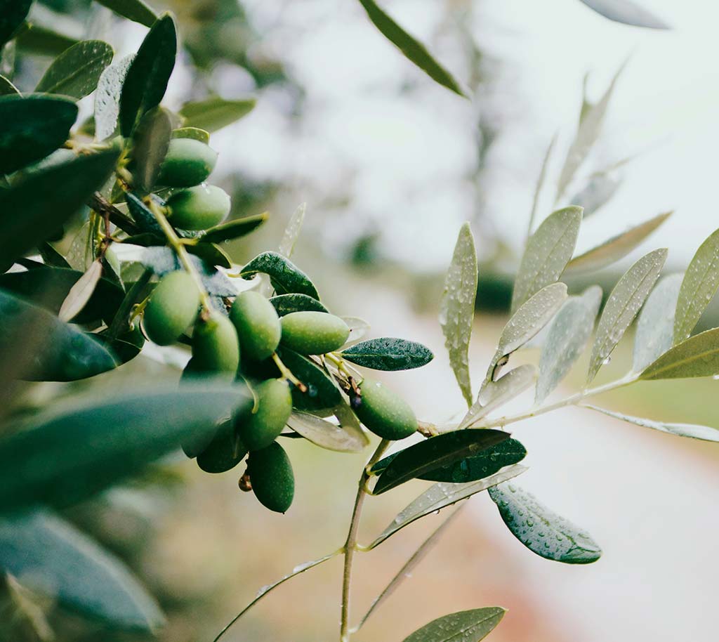aceite de oliva cornicabra