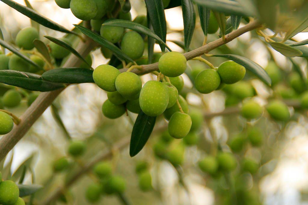 aceite de oliva manzanilla cacereña