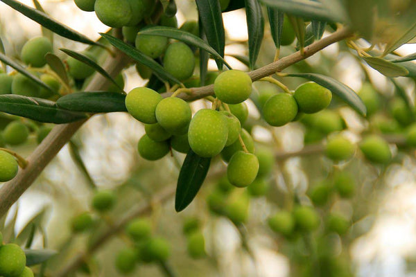 aceite de oliva manzanilla cacereña