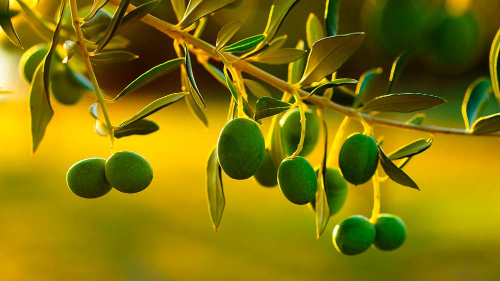 aceite de oliva frantoio