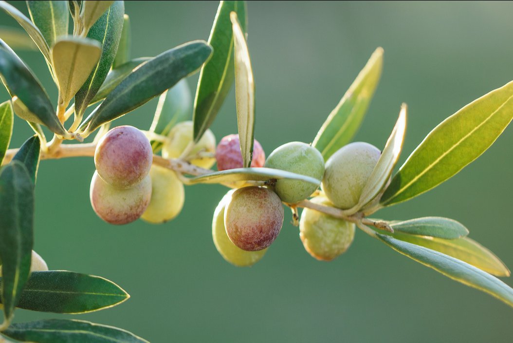 aceite de oliva virgen extra arbequina