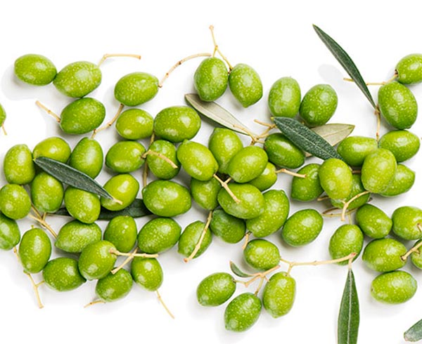Características de la aceituna Picual que la hacen única