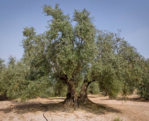 Picual Olive Oil: Characteristics, Properties and Uses