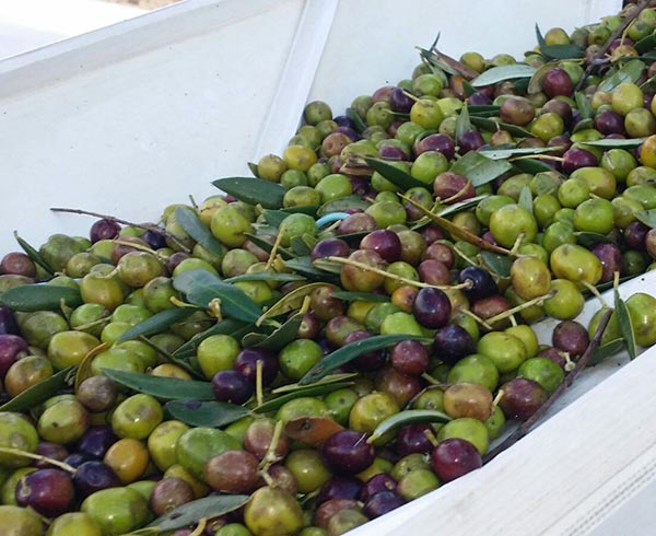 Características de la aceituna Arbequina que la hacen especial