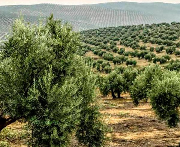 ¿Quién es el mayor productor de aceite de  oliva del mundo?