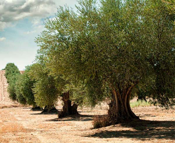 cuidados del olivo