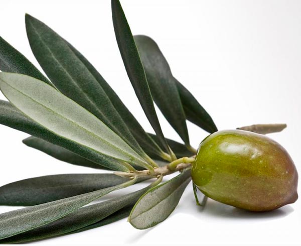 Properties of olive leaves