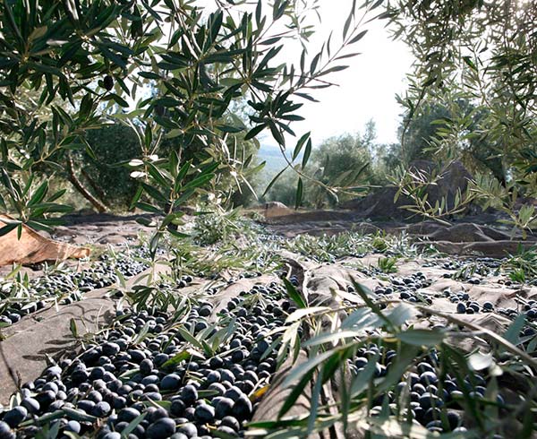 ¿qué es el aceite de orujo de oliva?