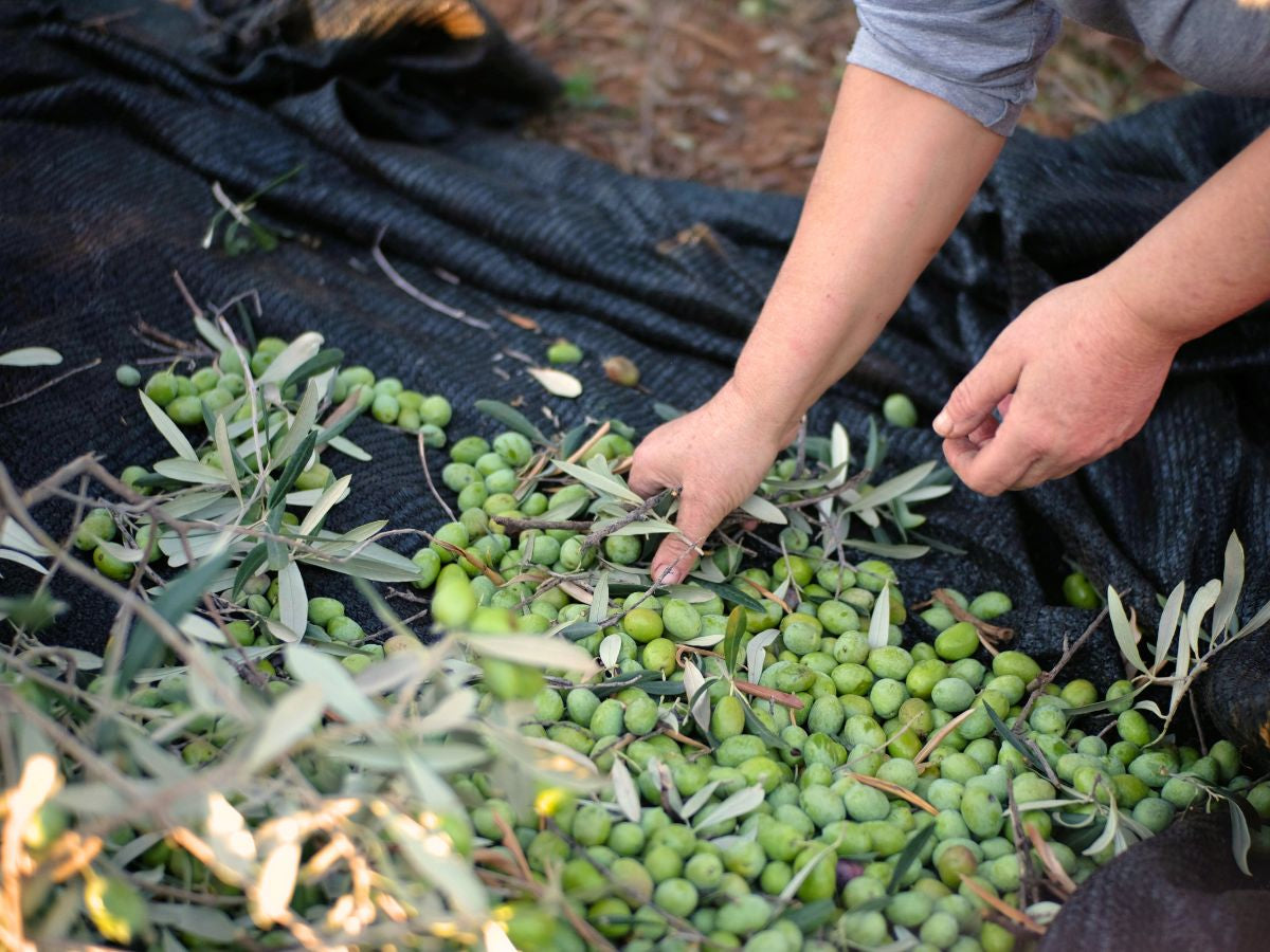El verdeo de la aceituna: ¿qué es y cómo influye en el AOVE?