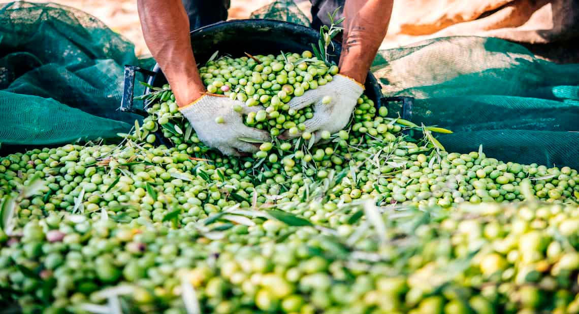 Aceite de oliva en Lata