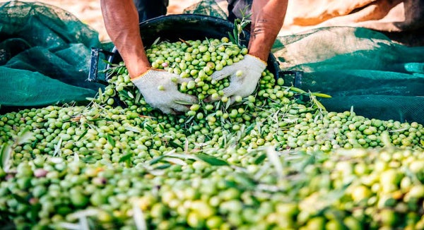Aceite de oliva en Lata