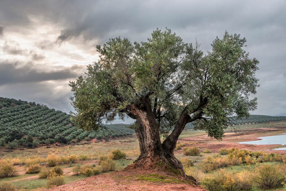 aceite de jaen a domicilio