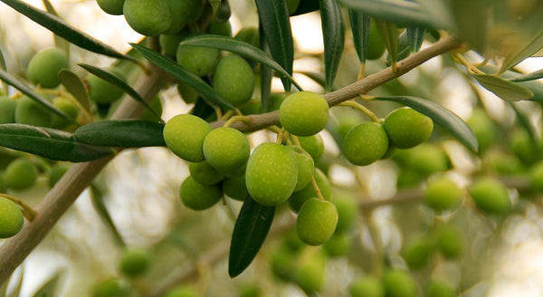 Aceite de Oliva Royal