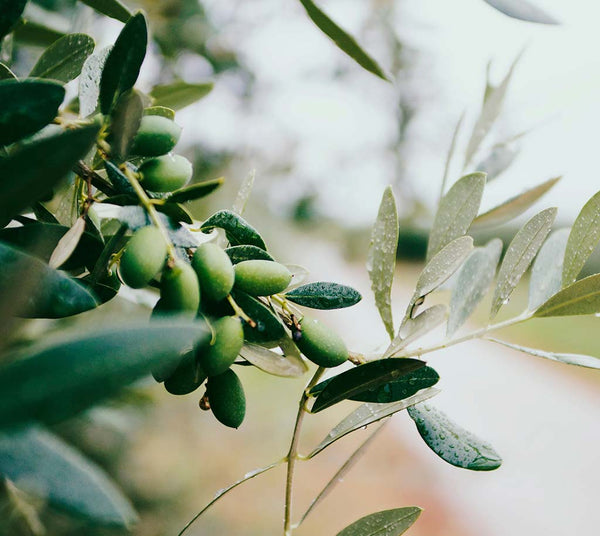 aceite de oliva cornicabra