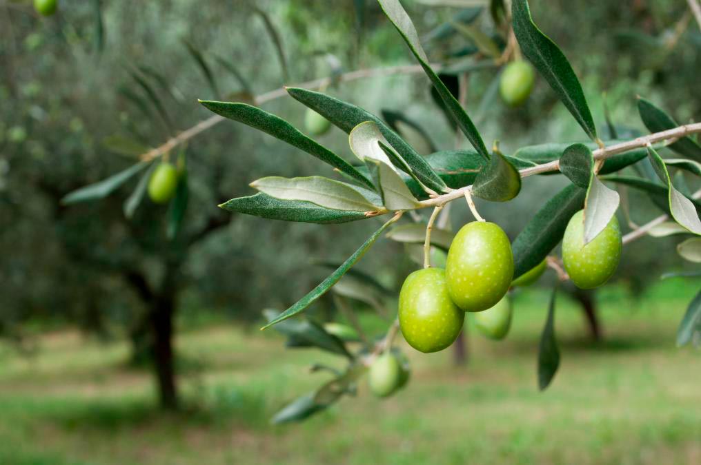 comprar aceite cornezuelo