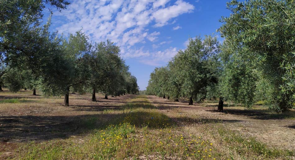 Aceite Olibaeza