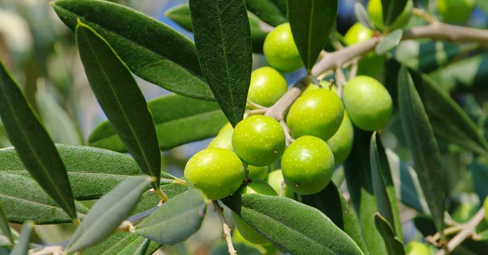 aceite de oliva koroneiki