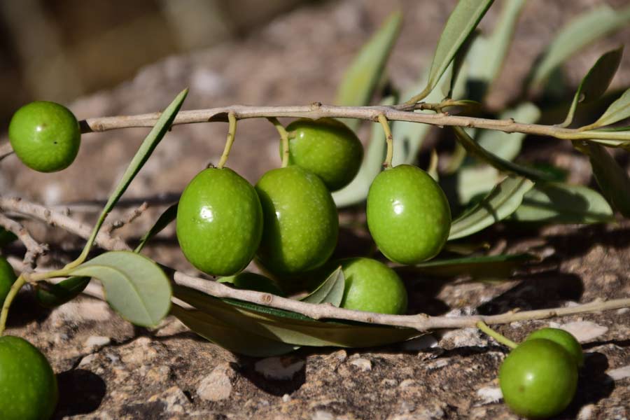 Aceite de Oliva Español