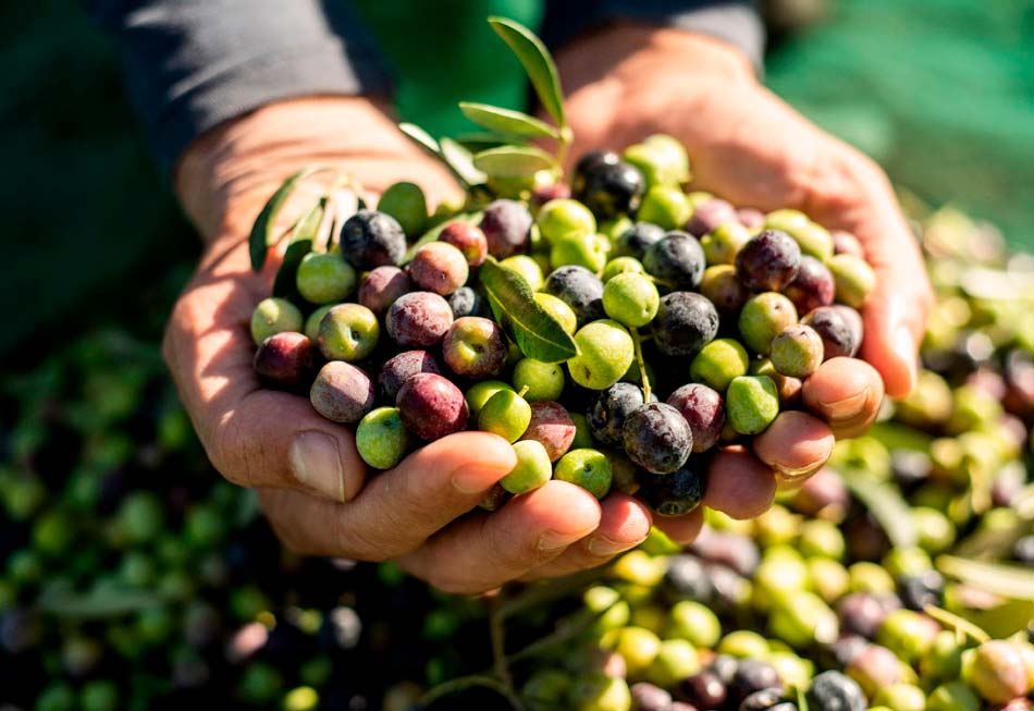 venta de aceite de oliva virgen extra en vigo